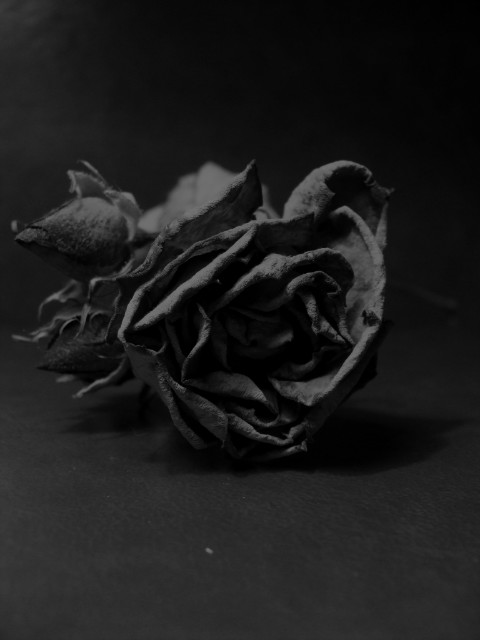 The blood, the wine, the roses.