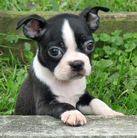 Boston Terrier < 3