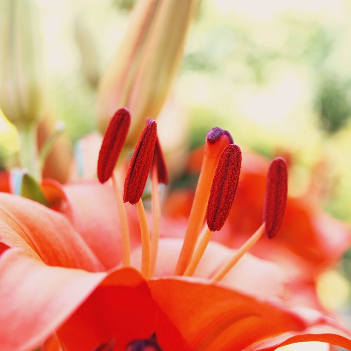 lily