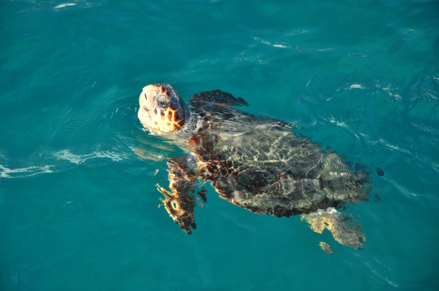 Caretta-Caretta