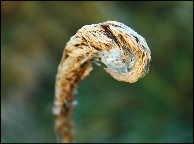 macro