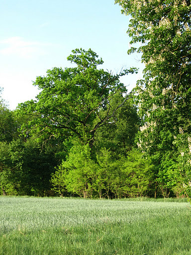 2011