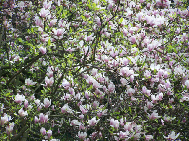 ogrd Botaniczny
