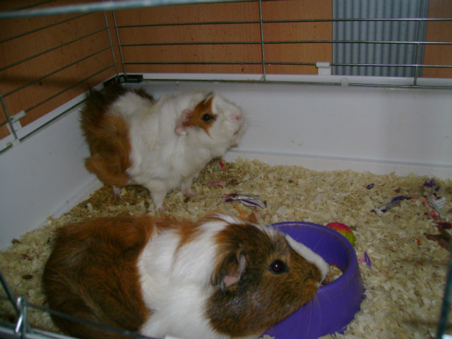 guinea pigs