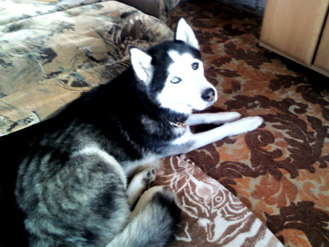 Moj i Mojego Bartlomieja husky 