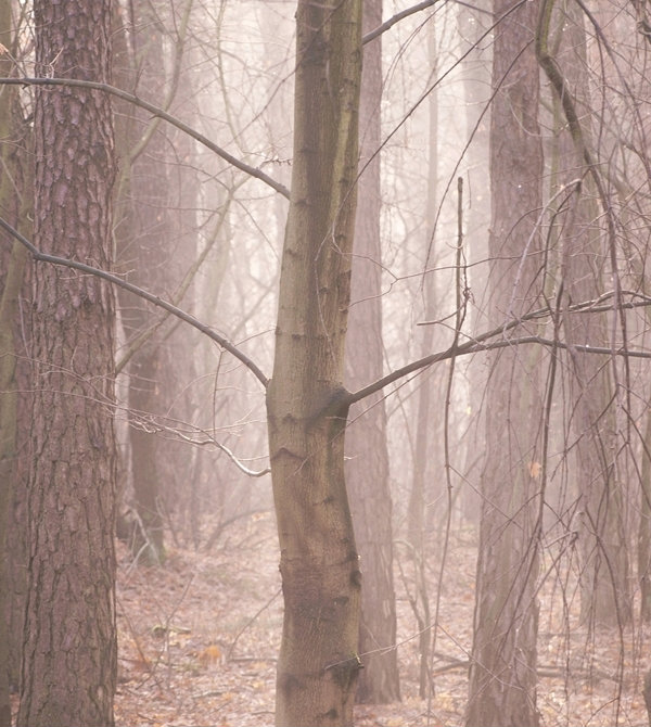 Fog
