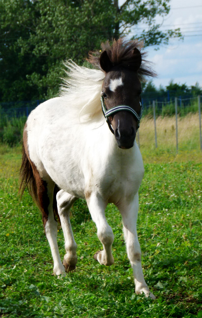 Figaro rozrabiaka.