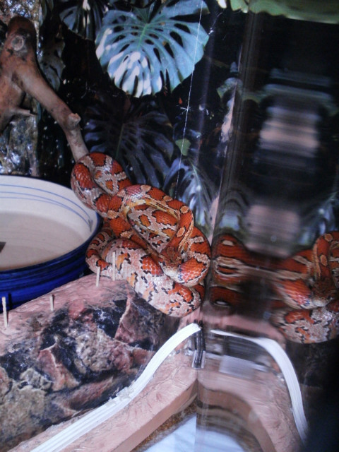 Mj Snake.. ;P hehe