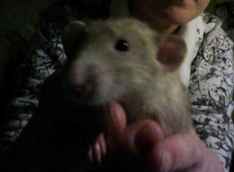 Ciechan 