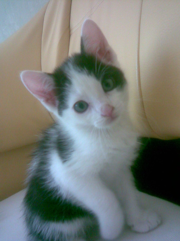 Henio;*