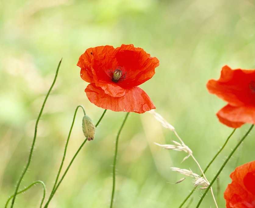 poppy II