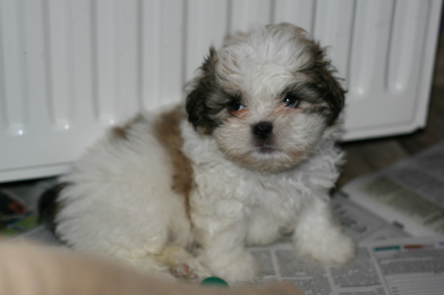 Chico 