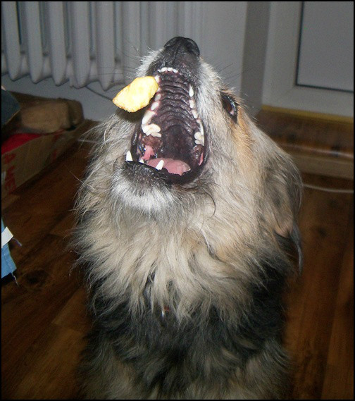 poeracz frytek.