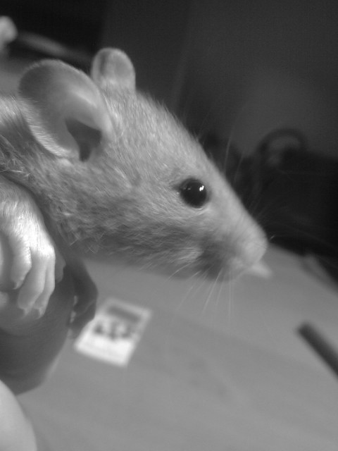 Stefano [*]