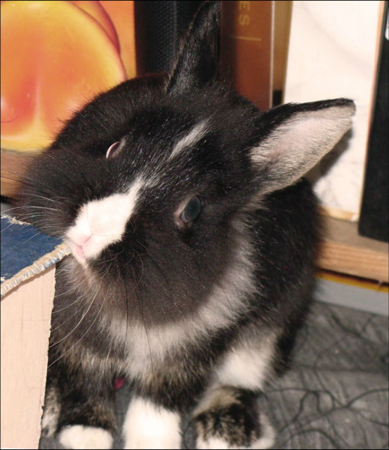 Luka