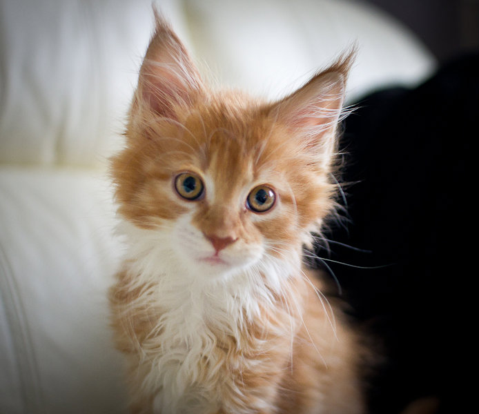 Morris