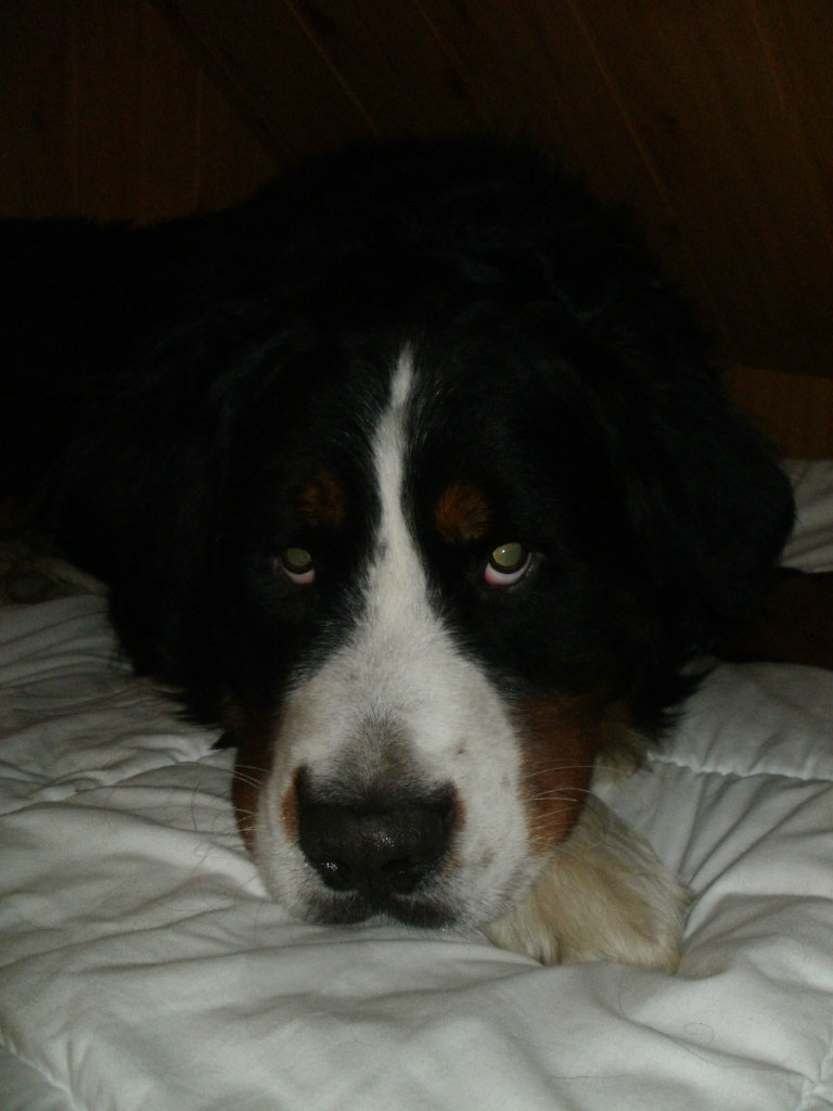Hamerek 