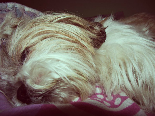 Fibi 
