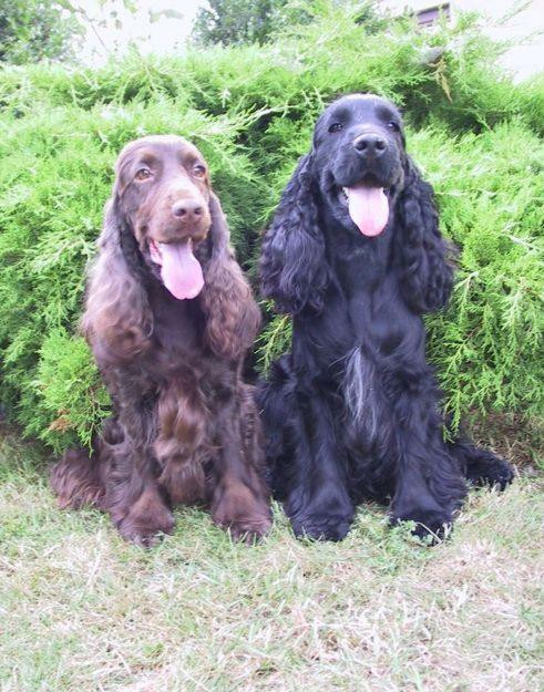 Angielski Cocker Spaniel