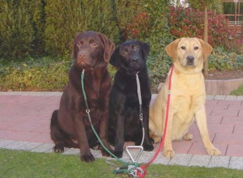 Labrador