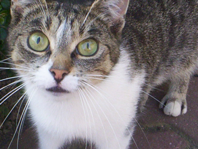 Cleosia. < /33 