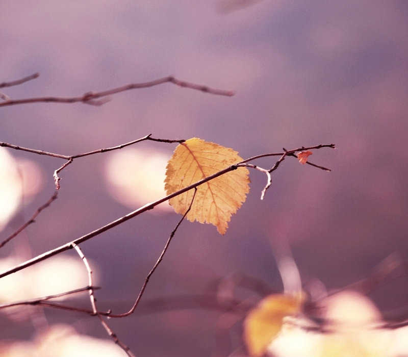 pink autumn