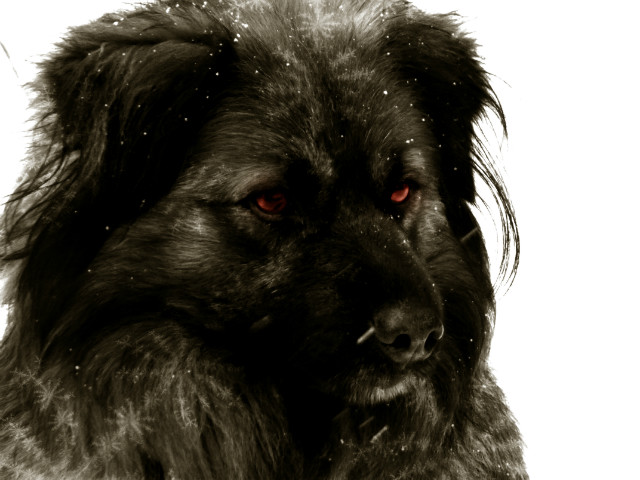 Runko
