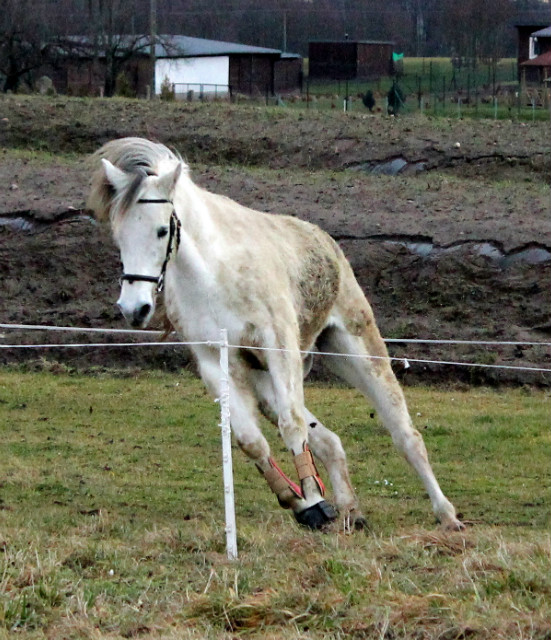 dzikus