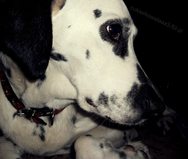 Tinuuusia ;3
