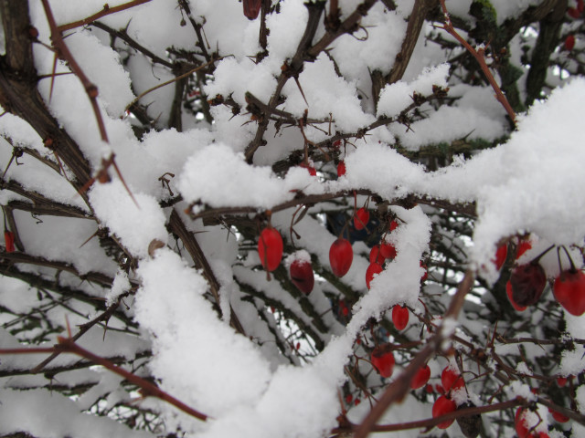 Winterr 