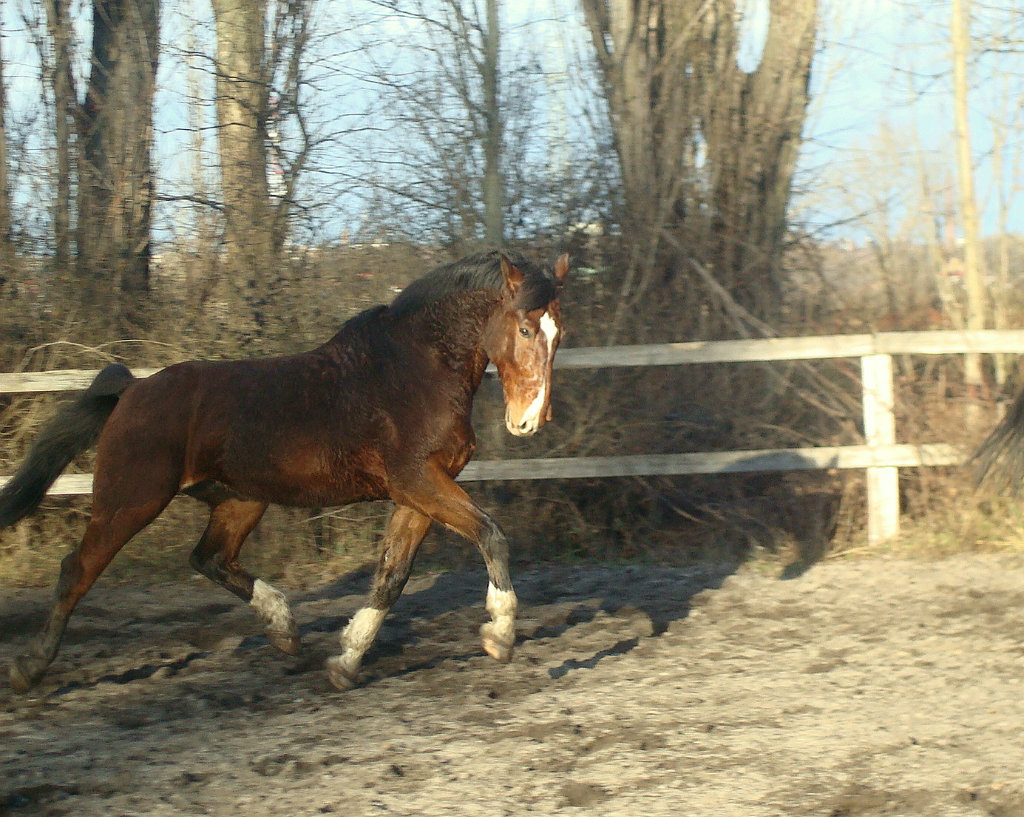 15.01.2012 potreningowy Zenon :P