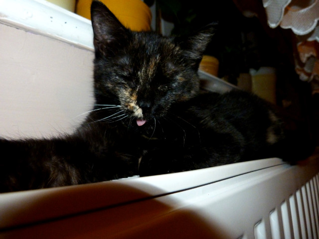 Kotus ; D