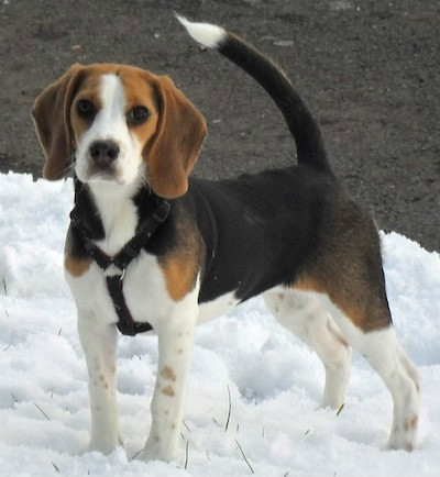 Beagle