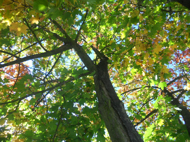 Beautiful autumn