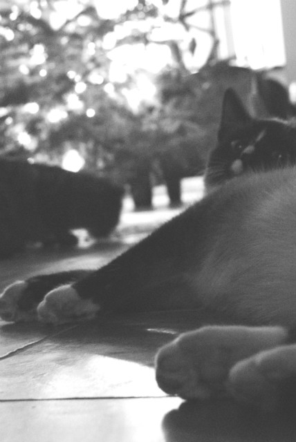 paperweight