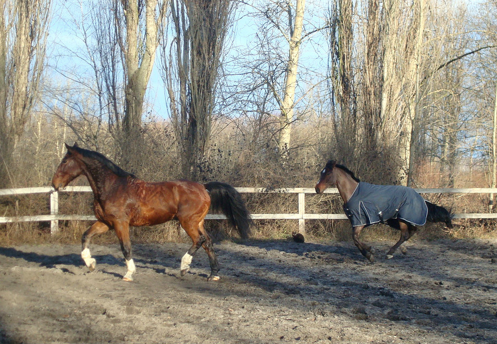 Zenek i Rasco