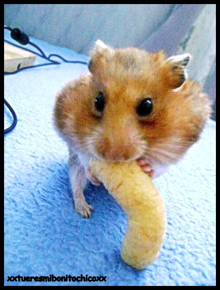 Dudu !