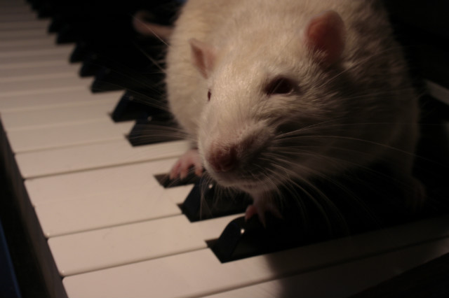 Victor the pianist.