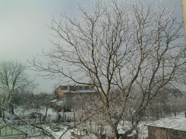 grubsonova. [125]