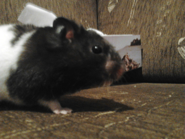 Mj chomiczek < 3O