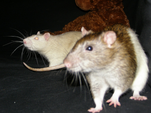 Duet panw modszych.