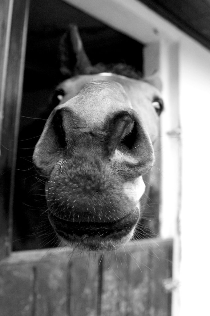 moooorrrrdo Ty moooja:)