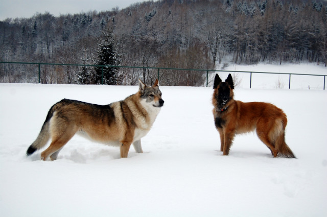 Luna i Freya 
