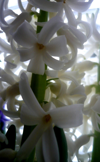 Winter Flowers II