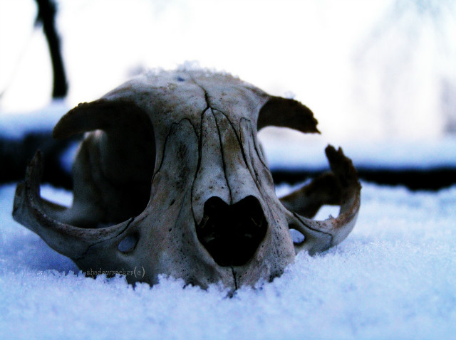 meet skully!