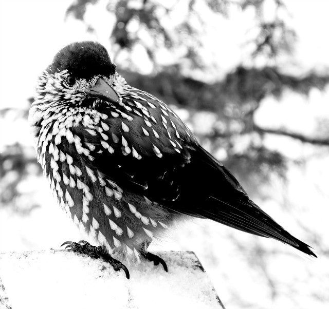 bird.