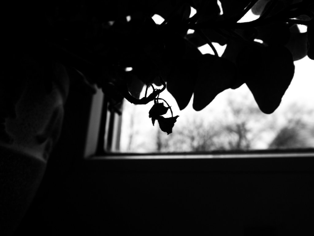 black and white