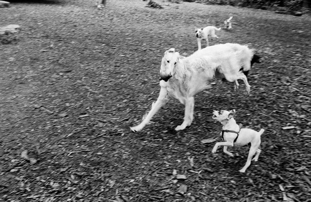 Dog Run