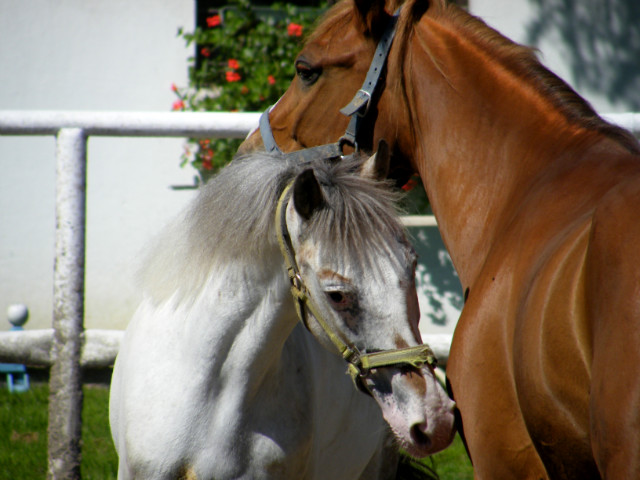Pisanka&Kontusz