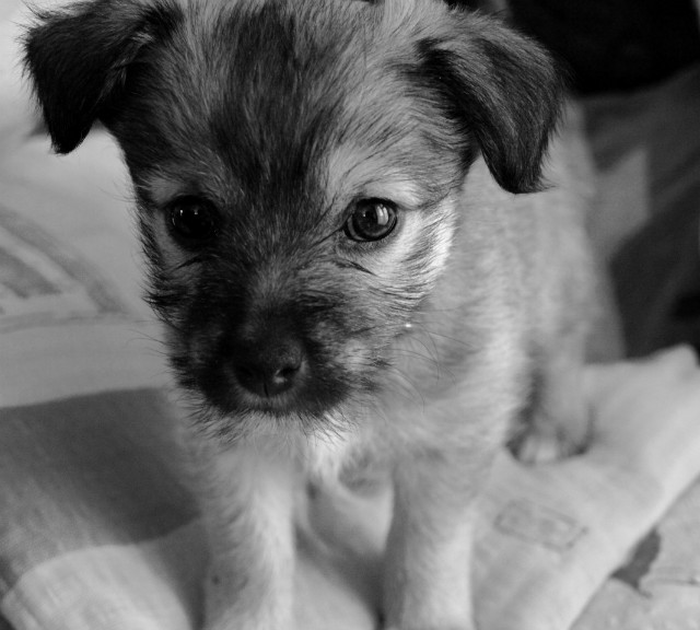 mini Pela